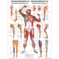 "Physiotherapie I-IX" Physiotherapie IX-Triggerpunkte Arm u. Bein | Poster 50 x 70 cm | unlaminiert