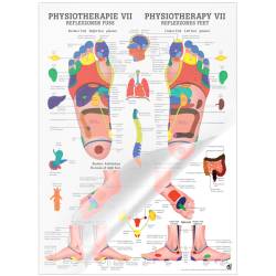 "Physiotherapie I-IX" Physiotherapie VII-Reflexzonen Fuß | Poster 50 x 70 cm | laminiert