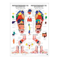 "Physiotherapie I-IX" Physiotherapie VII-Reflexzonen Fuß | Poster 50 x 70 cm | unlaminiert