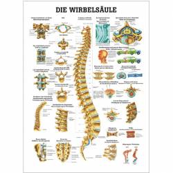 Die Wirbelsäule Poster 50x70cm | unlaminiert