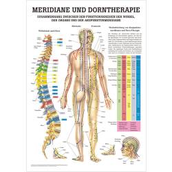 Meridiane und Dorntherapie Poster 50 x 70 cm | laminiert