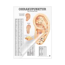 Miniposter "Körperakupunktur" Ohrakupunktur | Mini-Poster 24 x 34 cm | laminiert
