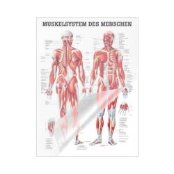 "Muskelsystem des Menschen" von verschiedenen Körpersequenzen Das Muskelsystem des Menschen | Mini-Poster 24 x 34 cm | laminiert