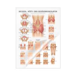 "Muskelsystem des Menschen" von verschiedenen Körpersequenzen Becken-, Hüft- u. Gesäßmuskulatur | Mini-Poster 24 x 34 cm | laminiert