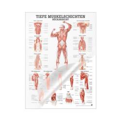 "Muskelsystem des Menschen" von verschiedenen Körpersequenzen Tiefe Muskelschichten - Rückansicht | Mini-Poster 24 x 34 cm | laminiert