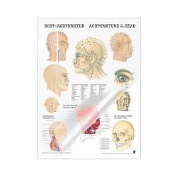 Miniposter "Körperakupunktur" Kopfakupunktur | Mini-Poster 24 x 34 cm | laminiert