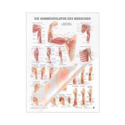 "Muskelsystem des Menschen" von verschiedenen Körpersequenzen Die Armmuskulatur des Menschen | Mini-Poster 24 x 34 cm | laminiert
