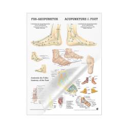 Miniposter "Körperakupunktur" Fußakupunktur | Mini-Poster 24 x 34 cm | laminiert
