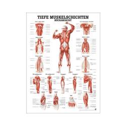 "Muskelsystem des Menschen" von verschiedenen Körpersequenzen Tiefe Muskelschichten - Rückansicht | Mini-Poster 24 x 34 cm | unlaminiert