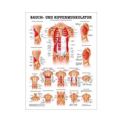 "Muskelsystem des Menschen" von verschiedenen Körpersequenzen Die Bauch- u. Rippenmuskulatur | Mini-Poster 24 x 34 cm | unlaminiert