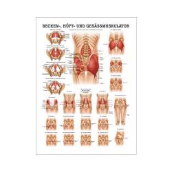 "Muskelsystem des Menschen" von verschiedenen Körpersequenzen Becken-, Hüft- u. Gesäßmuskulatur | Mini-Poster 24 x 34 cm | unlaminiert