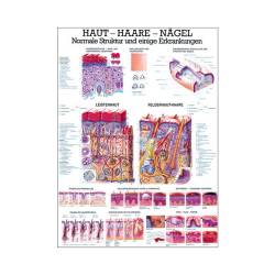 Lehrmittel "Haut, Haare und Nägel" Mini-Poster 24 x 34 cm | unlaminiert