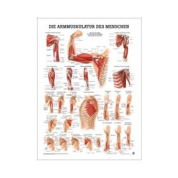 "Muskelsystem des Menschen" von verschiedenen Körpersequenzen Die Armmuskulatur des Menschen | Mini-Poster 24 x 34 cm | unlaminiert