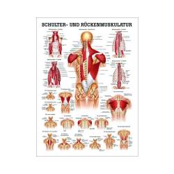 "Muskelsystem des Menschen" von verschiedenen Körpersequenzen Schulter- u. Rückenmuskulatur | Mini-Poster 24 x 34 cm | unlaminiert