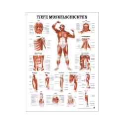 "Muskelsystem des Menschen" von verschiedenen Körpersequenzen Tiefe Muskelschichten - Vorderansicht | Mini-Poster 24 x 34 cm | unlaminiert