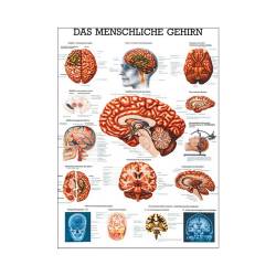 Das menschliche Gehirn Mini-Poster 24 x 34 cm | unlaminiert