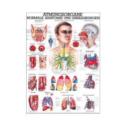 Atmungsorgane des Menschen Mini-Poster 24 x 34 cm | unlaminiert