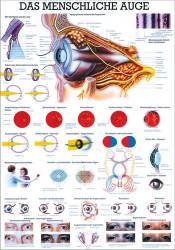 Miniposter und Poster der "Der Irisdiagnose u. des Auges" Das menschliche Auge | Lehrtafel 70 x 100 cm | unlaminiert