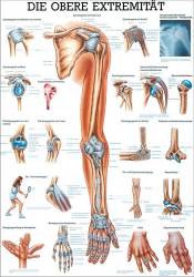 Mini-Poster, Poster und Lehrtafeln der  "Unteren und oberen Extremitäten des Menschen" Die obere Extremität | Mini-Poster 24 x 34 cm | unlaminiert