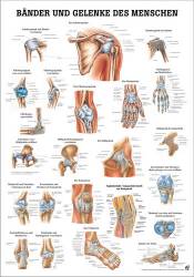 Kopf und Hals Bänder und Gelenke | Lehrtafel 70 x 100 cm | unlaminiert