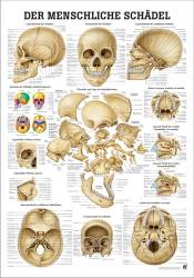 Der menschliche Schädel Die Schädelknochen des Menschen | Lehrtafel 70 x 100 cm | laminiert