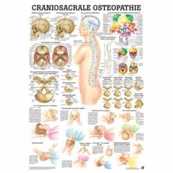Der menschliche Schädel Craniosacrale Osteopathie | Lehrtafel 70 x 100 cm | laminiert