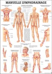 "Das Lymphsystem des Menschen" und "Lymphdrainage" Manuelle Lymphdrainage | Mini-Poster 24 x 34 cm | unlaminiert