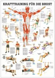 Krafttraining für die Schulter Krafttraining für die Brust | Mini-Poster 24 x 34 cm | laminiert