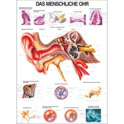 Lehrtafel "Das menschliche Ohr" Das menschliche Ohr | Lehrtafel 70 x 100 cm | unlaminiert