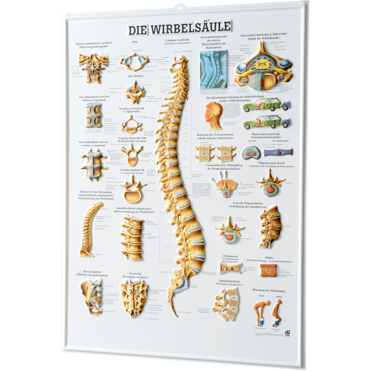 Öffne Relieftafel "Die Wirbelsäule"