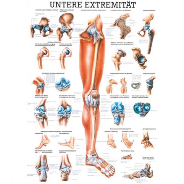 Öffne Miniposter "Untere Extremität"