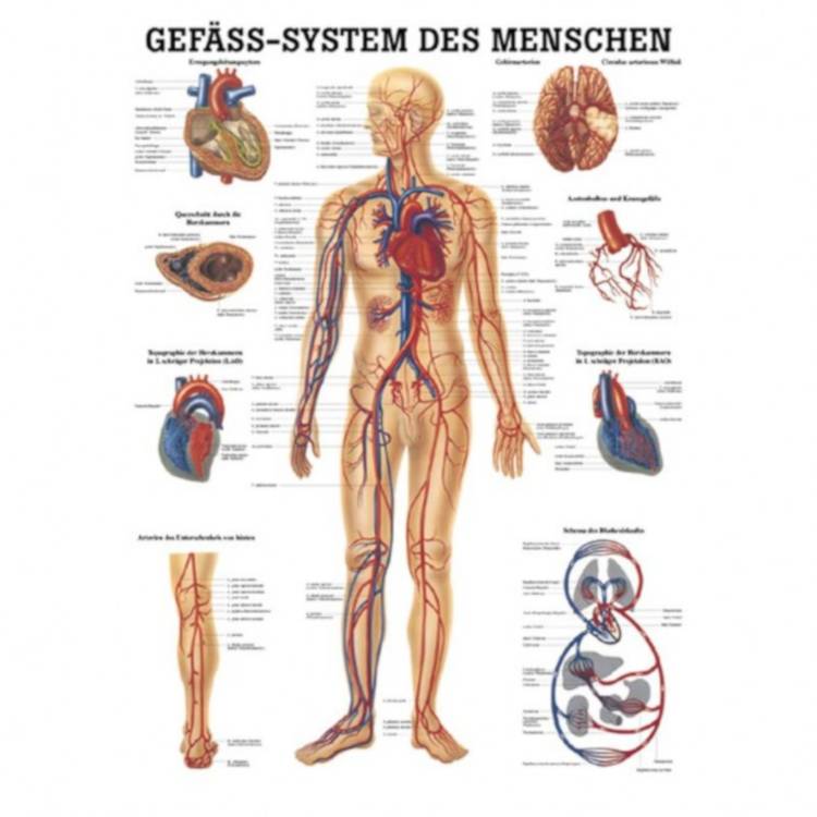 Öffne Miniposter "Gefäß-System des Menschen"