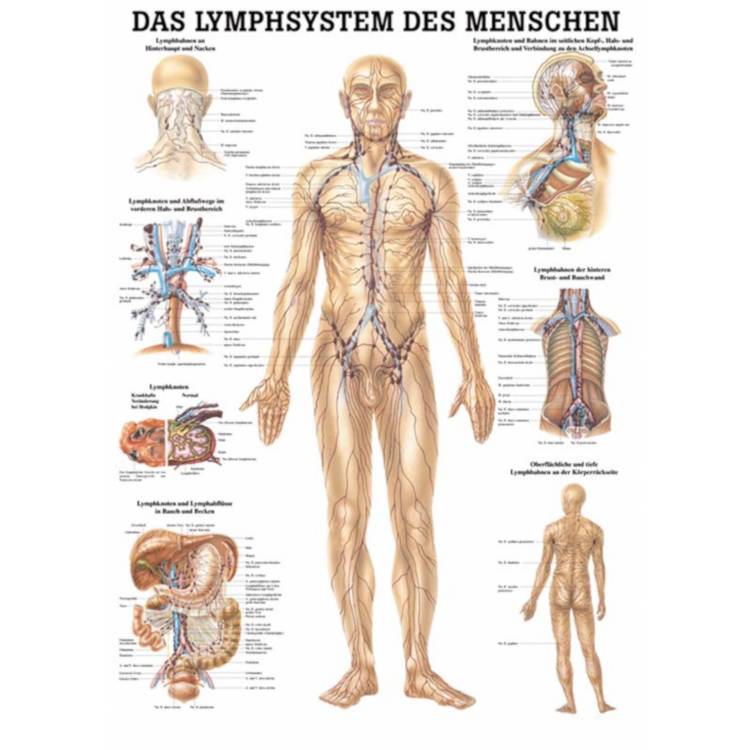 Öffne Miniposter "Lymphsystem des Menschen"