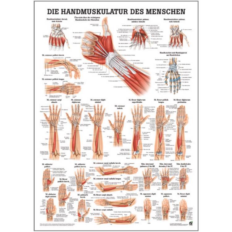 Öffne Miniposter "Handmuskulatur des Menschen"