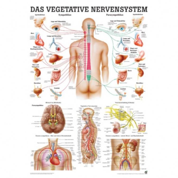 Öffne Nervensystem des Menschen