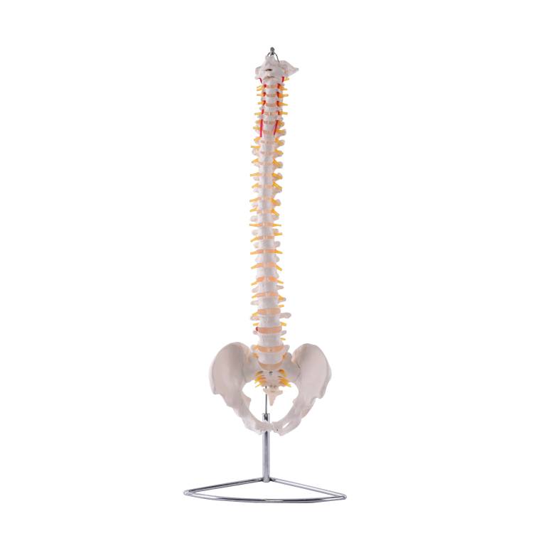 Öffne Flexible Wirbelsäule mit Becken