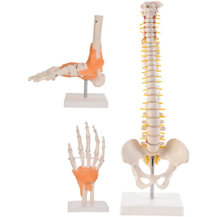 Öffne Anatomie Set I: Fuß, Hand & Wirbelsäulenmodelle auf Stativ
