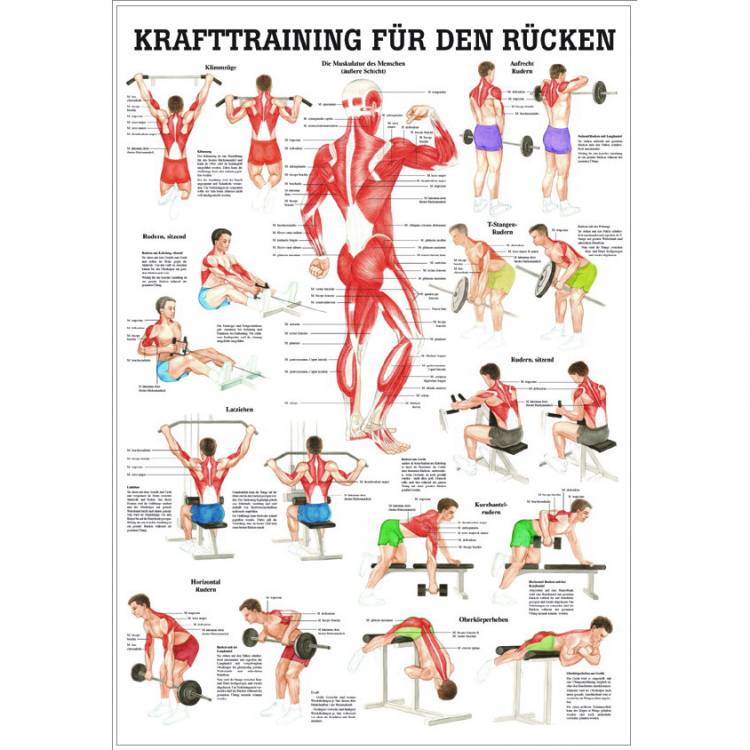 Öffne Lehrtafel & Poster Krafttraining für den Rücken