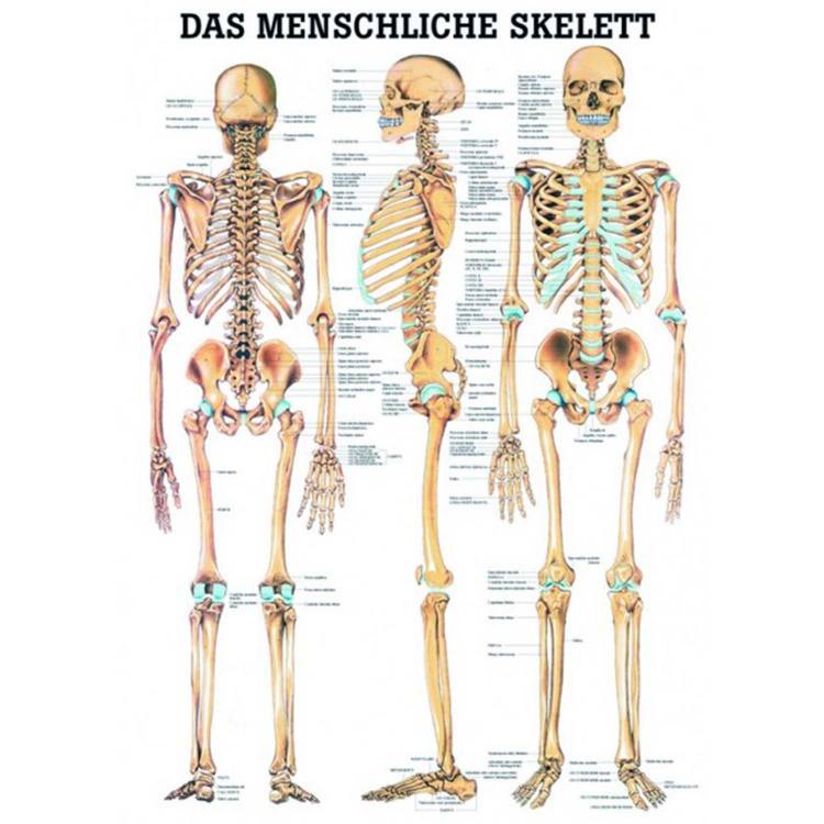 Öffne Lehrtafel "Das menschliche Skelett", unlaminiert