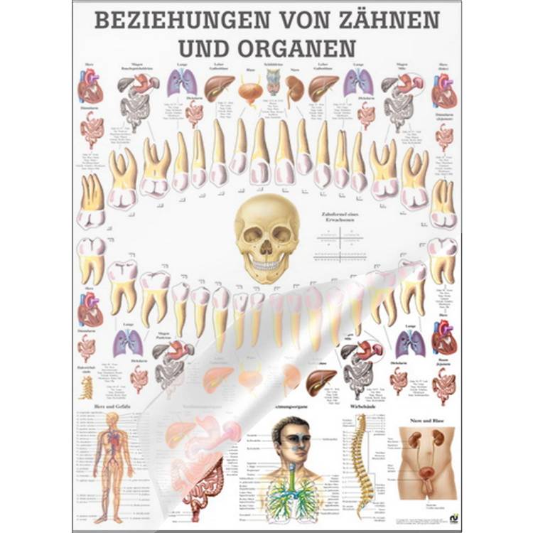Öffne Lehrtafel "Beziehungen v. Zähnen und Organen", laminiert