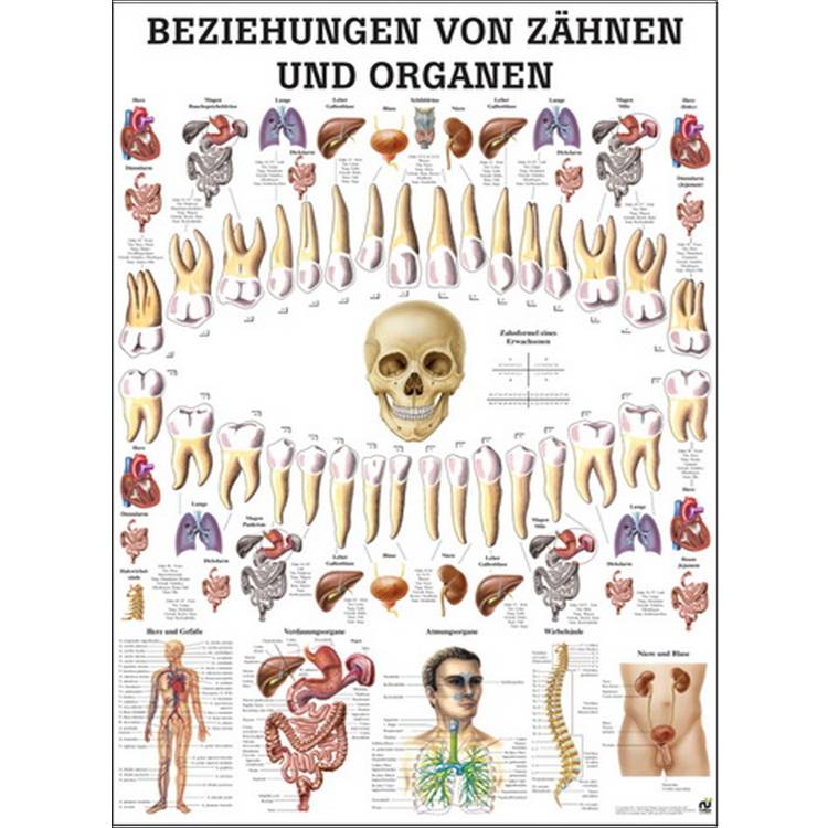 Öffne Lehrtafel "Beziehungen v. Zähnen und Organen", unlaminiert