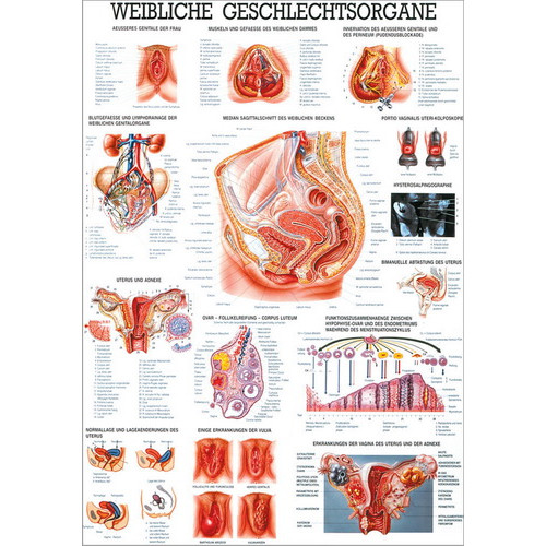 Öffne Lehrtafel Die weiblichen Geschlechtsorgane