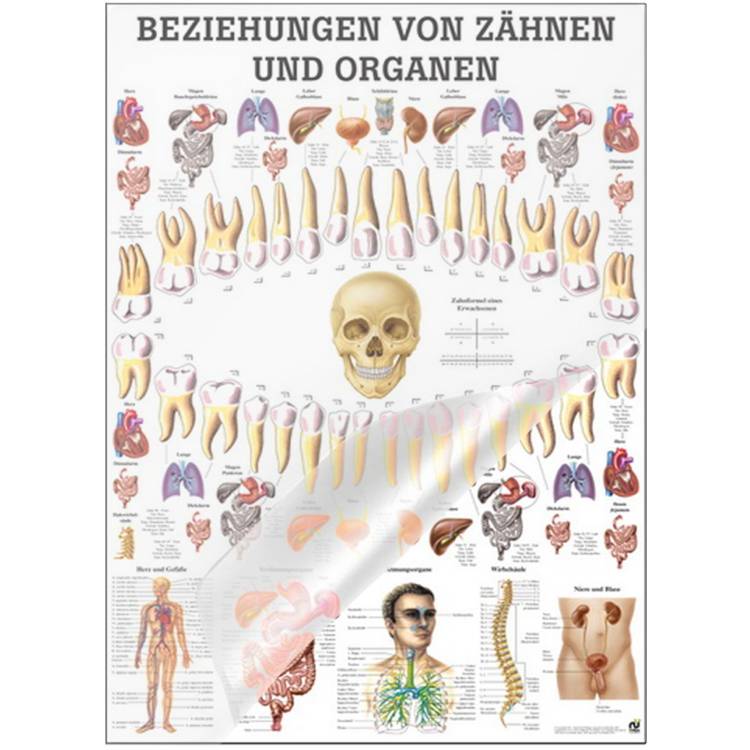 Öffne Mini-Poster "Beziehungen v. Zähnen und Organen", laminiert