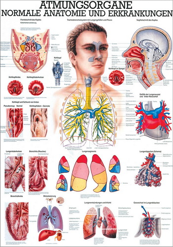 Öffne Lehrmittel "Atmungsorgane des Menschen"
