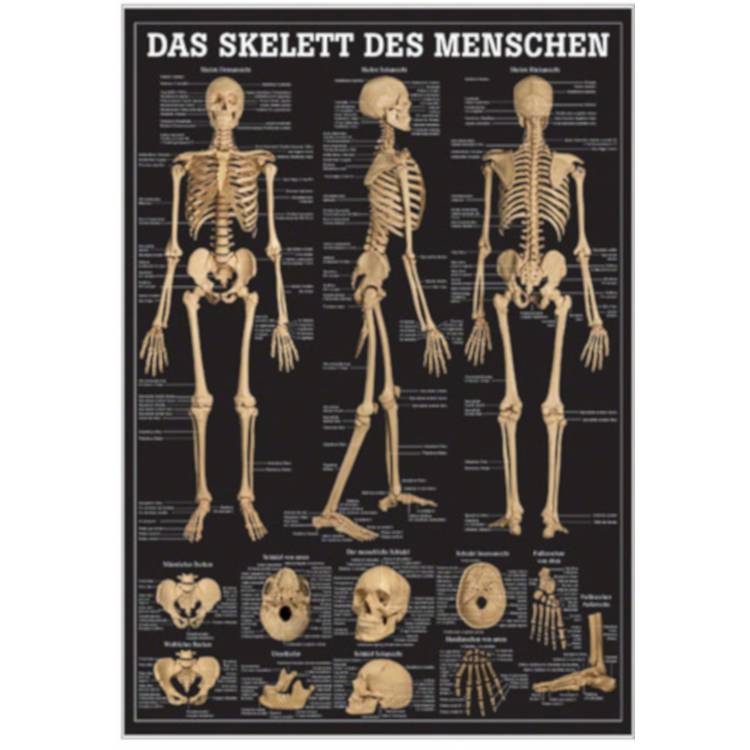 Öffne Miniposter "Das menschliche Skelett"