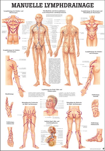 Öffne "Das Lymphsystem des Menschen" und "Lymphdrainage"