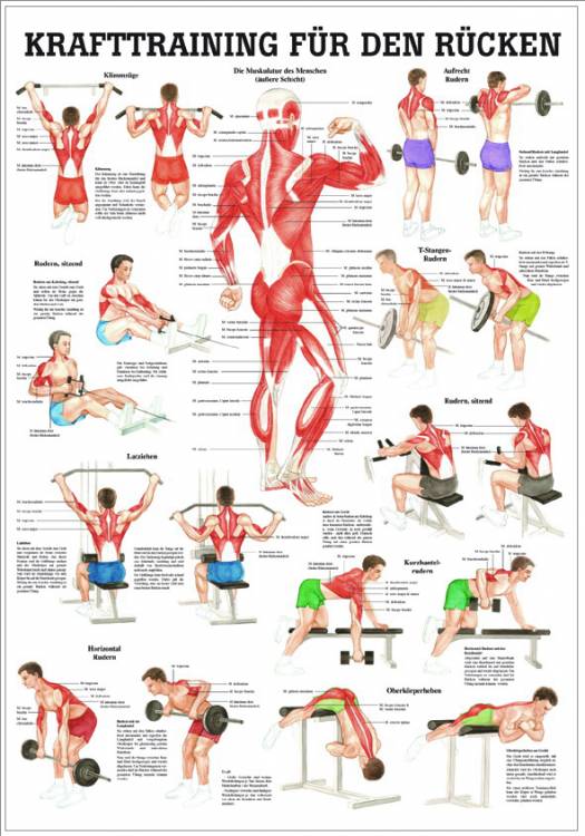 Öffne Lehrtafel & Poster für Krafttraining, laminiert und unlaminiert