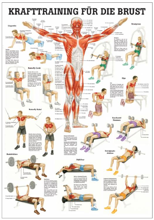 Öffne Lehrtafel & Poster für Krafttraining, laminiert und unlaminiert
