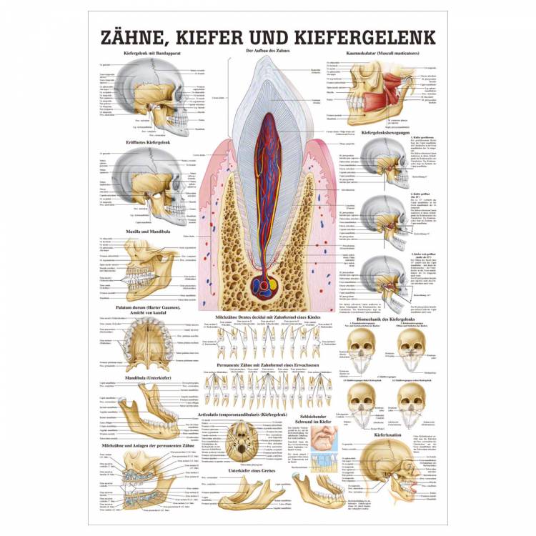 Öffne Lehrmittel "Zähne, Kiefer, Kiefergelenk"